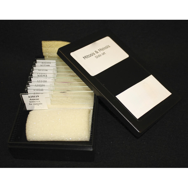 Mitosis &amp; Meiosis Set, Microscope Slides
