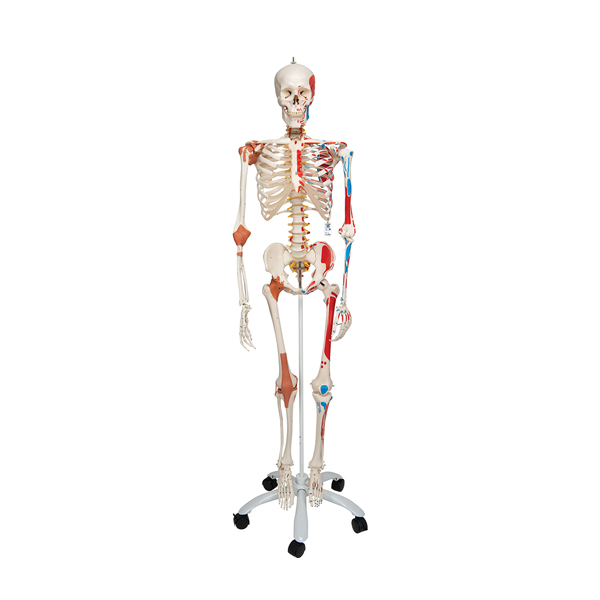 Skeleton Model With Muscles and Joint Ligaments