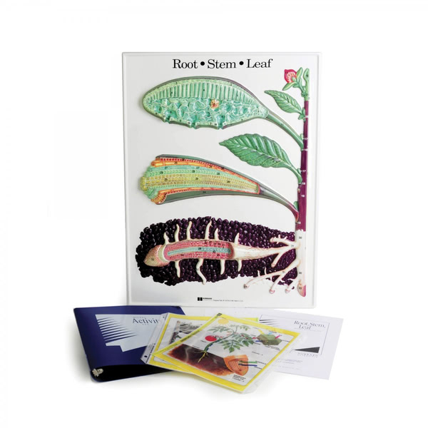 Root Stem &amp; Leaf Model Activity Set