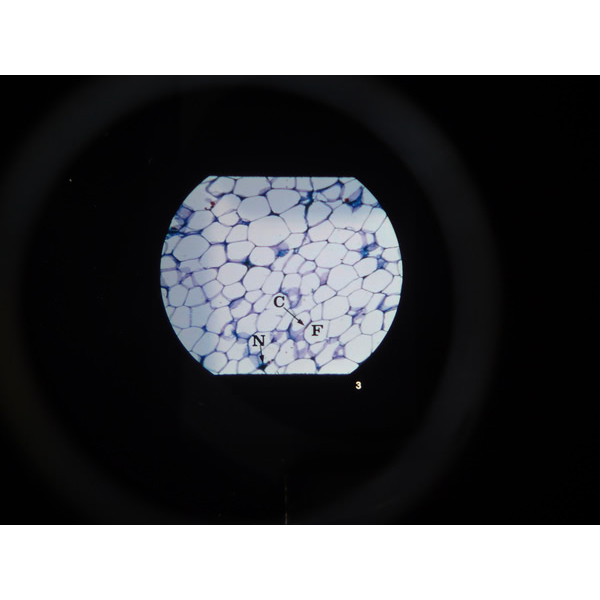 Microslide Basic Human Histology