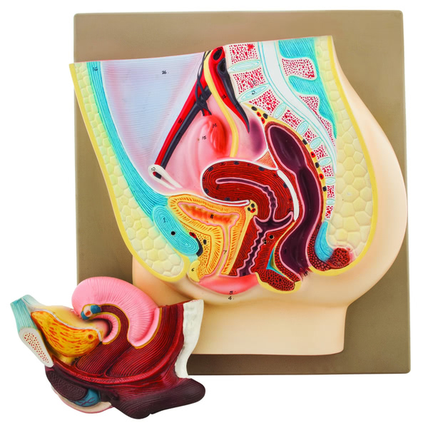 Female Pelvis Section Model