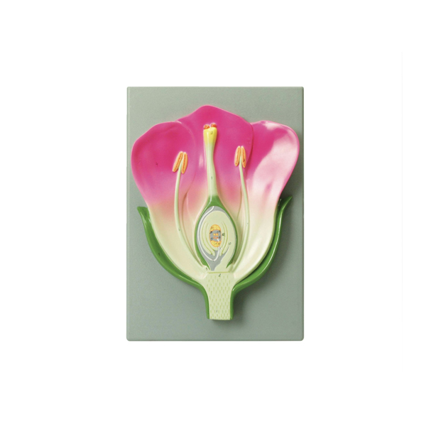 Typical Flower V.S.(Mounted) Model