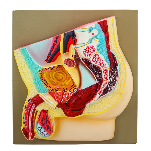 Male Pelvis Section Model